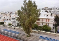 Πρώτη δικαστική νίκη των πολιτών για τον ευκάλυπτο του Μαρσώ!
