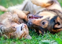 Την Παγκόσμια Ημέρα Ζώων, υιοθετήστε ένα αδέσποτο!