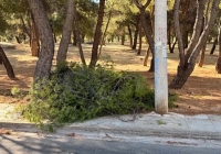 Ένταση στου Παπάγου: Κλαδεύουν πεύκα για καλώδια που δεν έπρεπε να είχαν ρευματοδοτηθεί!