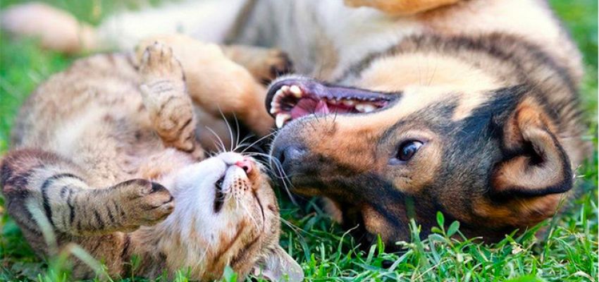 Την Παγκόσμια Ημέρα Ζώων, υιοθετήστε ένα αδέσποτο!