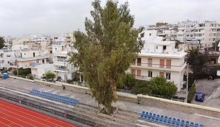 Ο Ευκάλυπτος του Μαρσώ κόβεται! Ανένδοτη η δημοτική αρχή Αποστολόπουλου