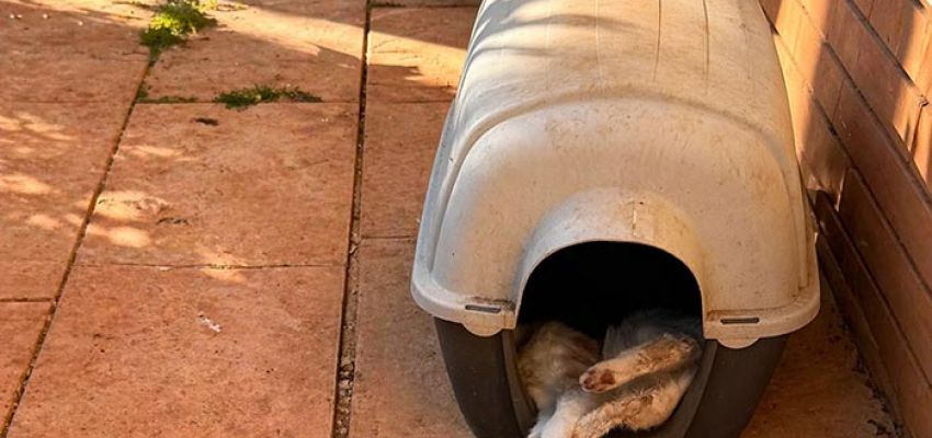 Φόλες στου Παπάγου: Απανωτά περιστατικά δηλητηριασμένων ζώων