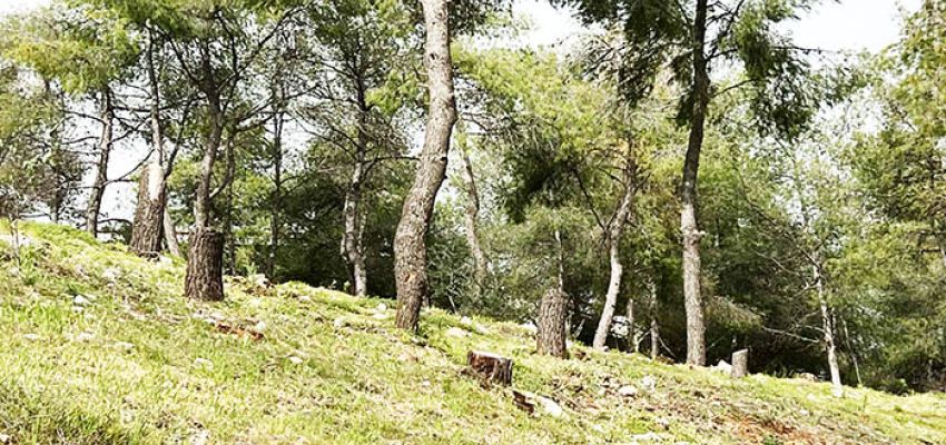 Αστικό πράσινο και στάθμευση στο Δημοτικό Συμβούλιο της Τετάρτης