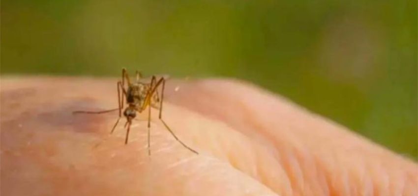 Στα 4 τα κρούσματα από ιό Δυτ. Νείλου σε Παπάγου Χολαργό